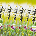 2025深むし新茶